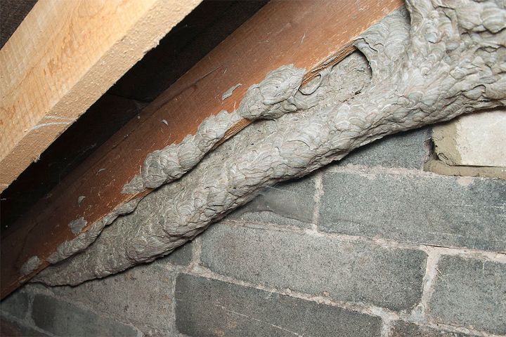 The industrious wasps built an intricate 'tunnel' from the nest to the outside 