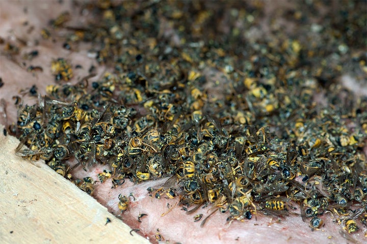 Carcasses of hundreds of dead wasps found next to the nest indicate that the colony was created by the common wasp 