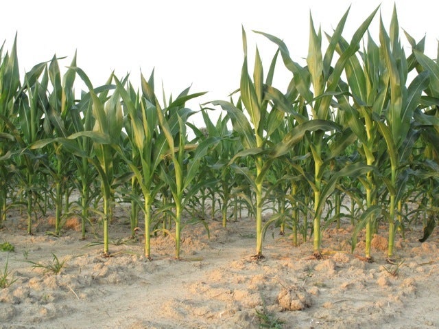 A Cornfield in Flyover Country