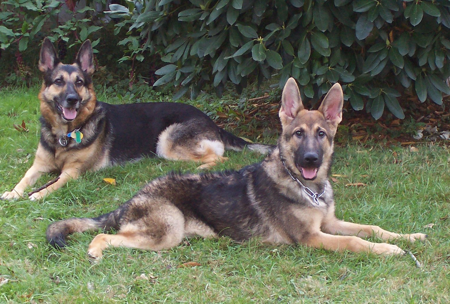 Differences between male and female discount german shepherds