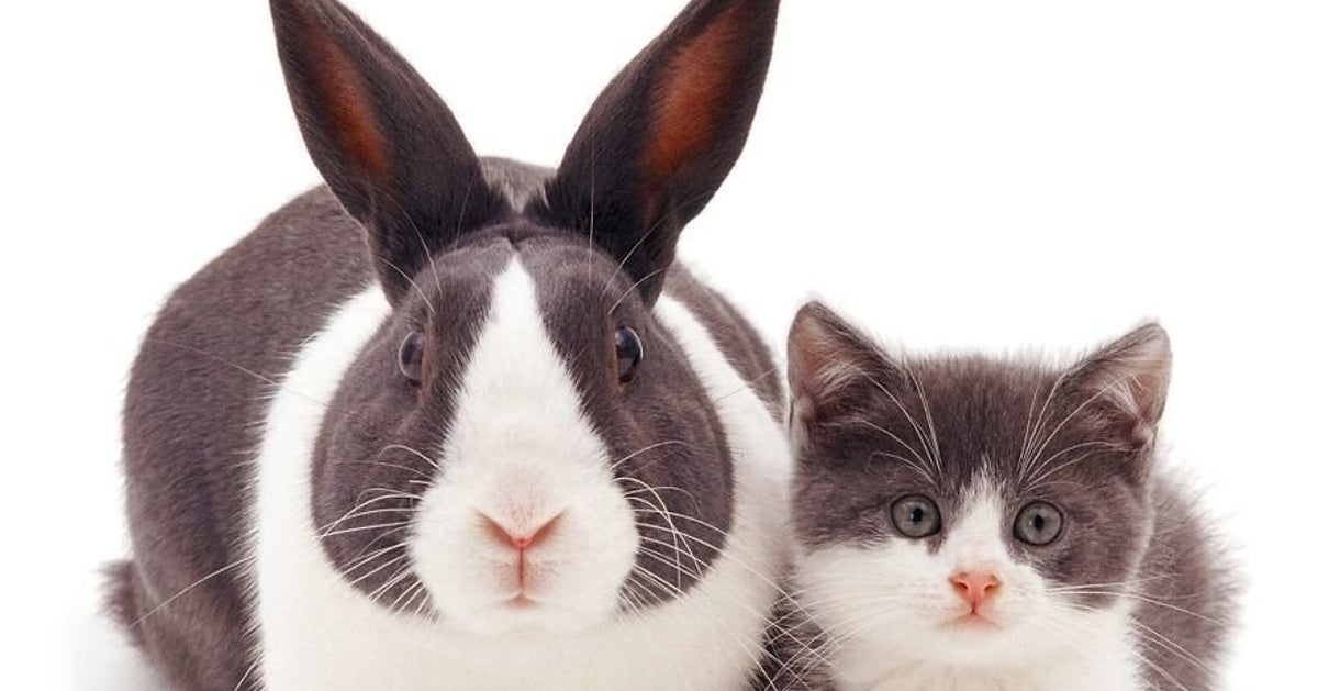 Matching Rabbit Cat This Photo Series Of Matching Animals Is The Cutest Thing You'll See ...