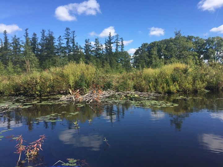 Tamarack growth in the middle of the lake