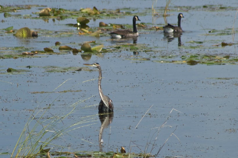 Great Blue Heron Fishing