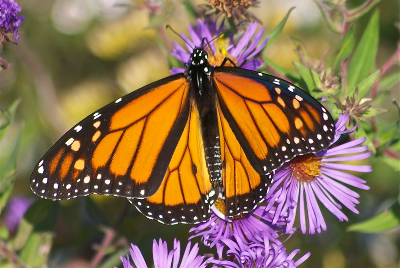 Monarch Butterfly