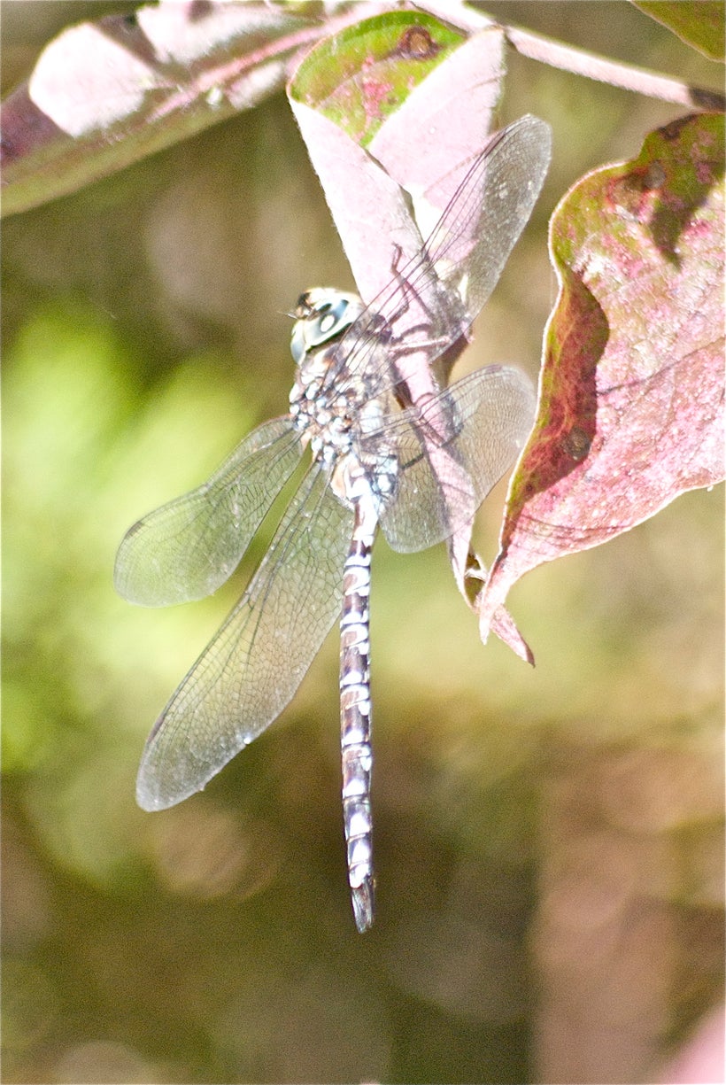 Dragon Fly