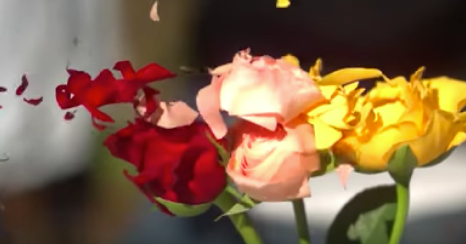 Roses Get The 'Kill Bill' Treatment In Breathtaking SlowMotion Video
