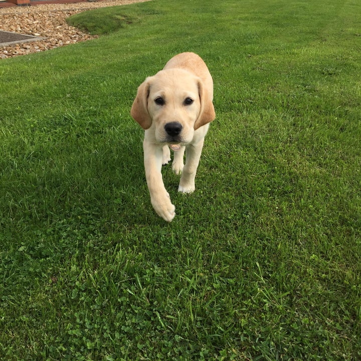 One of the dogs in training at the centre. 