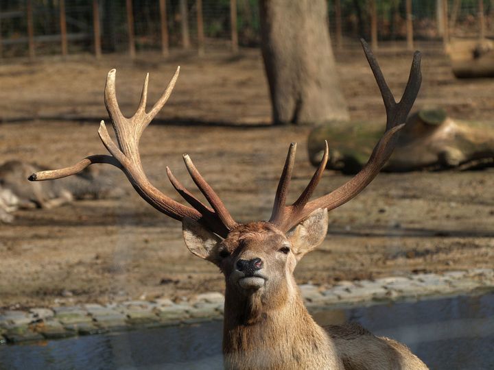 Male Bactrian deer have "beautiful antlers," said researcher Zalmai Moheb.