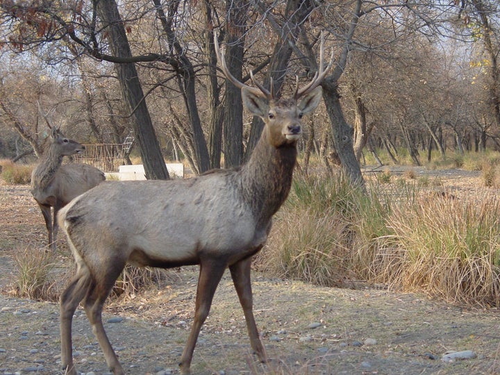 Bactrian deer