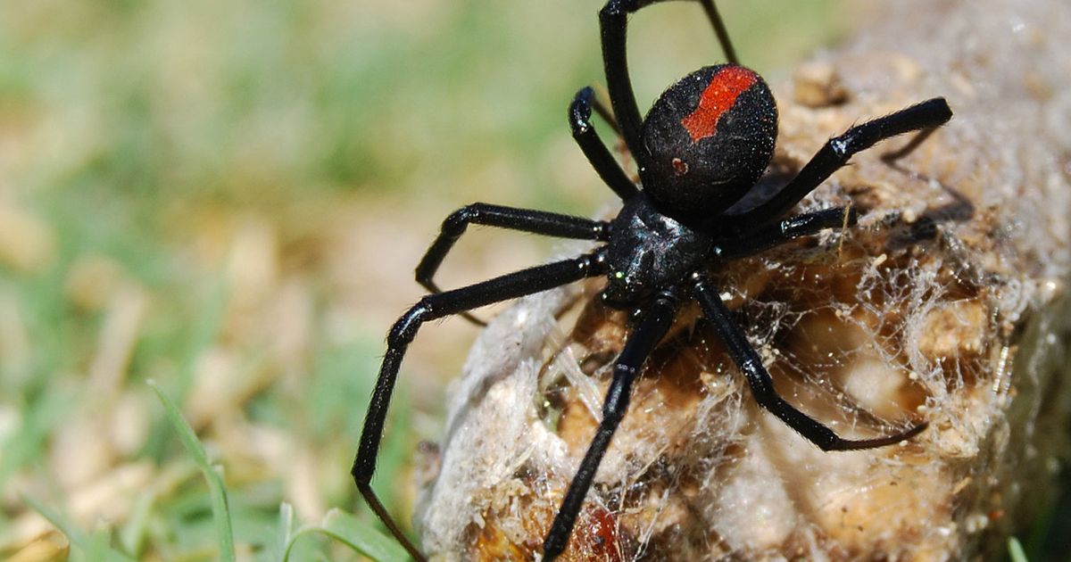 К чему снится паук большой. Красноспинный паук австралийская вдова. Latrodectus hasselti паук. Нора каракурта. Каракурт тринадцатиточечный.