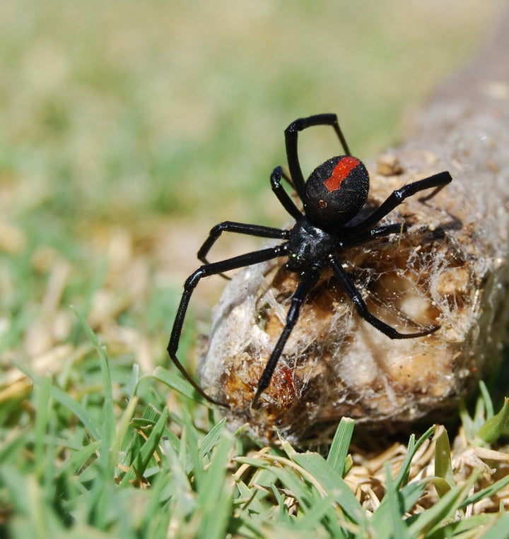 An Australian tradesman was bitten on the penis by a spider for the second time in five months. Several months ago he was bitten by a redback, pictured above