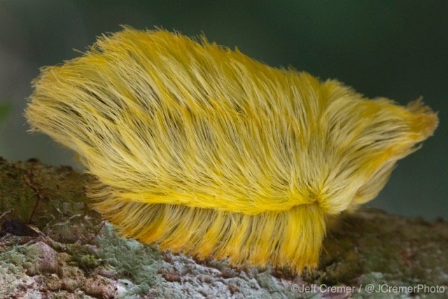 toupee caterpillar