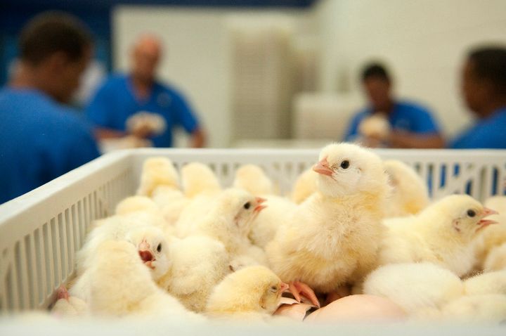 Over 8 billion chickens were slaughtered in the U.S. in 2015.