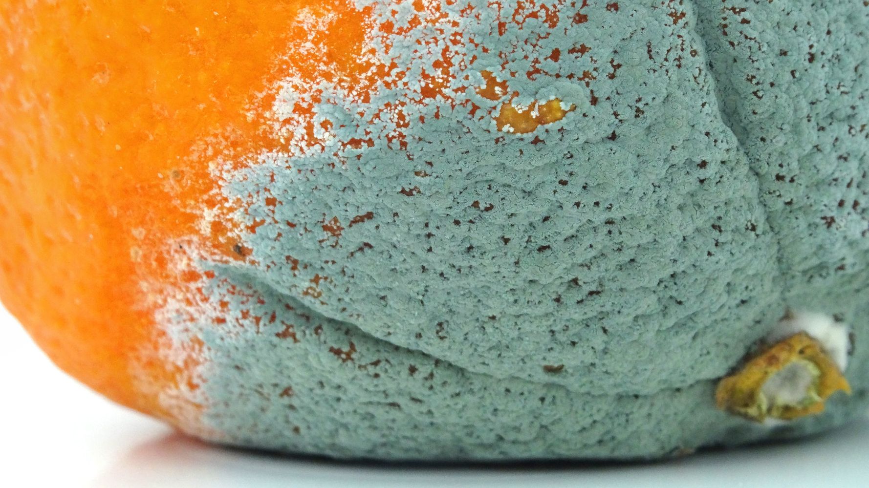 Here's How Long It Takes Before Your Favorite Food Grows Mold