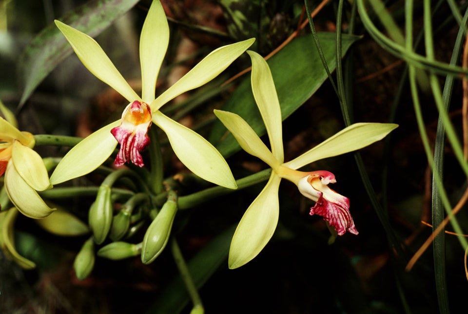 It S About Time You Knew Exactly Where Vanilla Comes From Huffpost Life