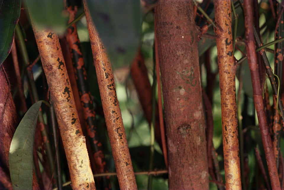 Where Does Cinnamon Come From?  Cinnamon Sticks, Sugar and More