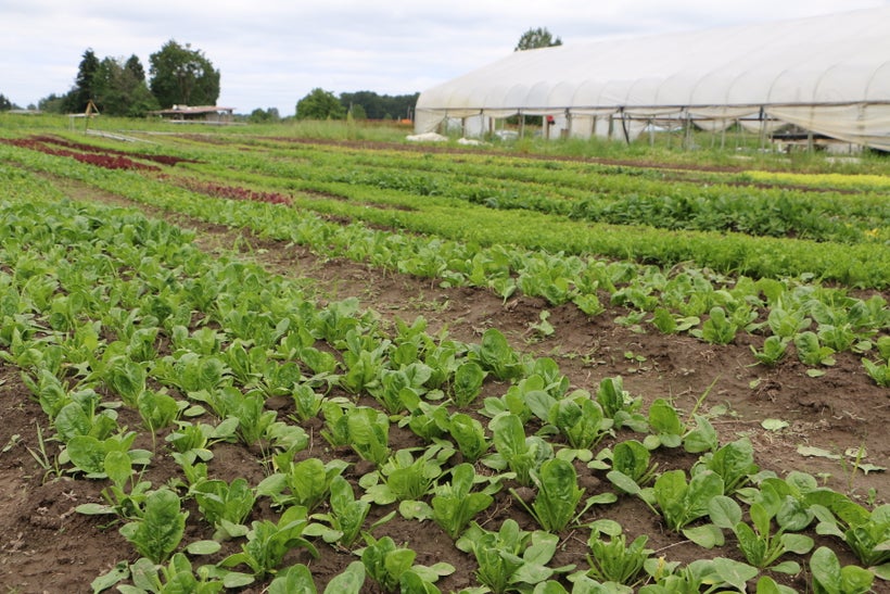 Row upon row of leafy greens thriving at Wild Hare Farm in Puyallup, Washington