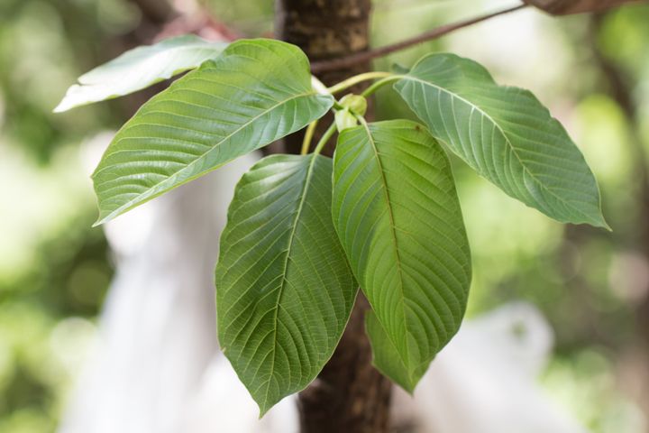 Leaves of Mitragyna speciosa, which are typically dried and crushed into a powder to make kratom.
