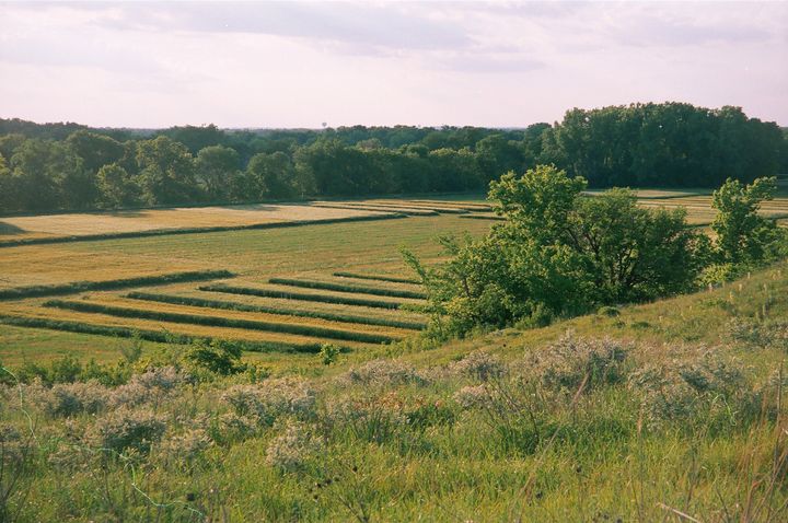 Research plots at The Land Institute