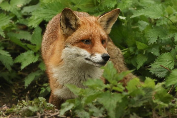 84% of the public do not want a return to fox hunting