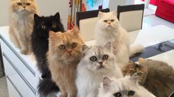 This Woman And Her 12 Feline Friends Give Us Life