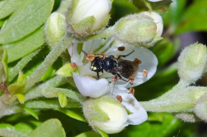 The Hylaeus assimulans, one of seven bee species declared endangered in the US