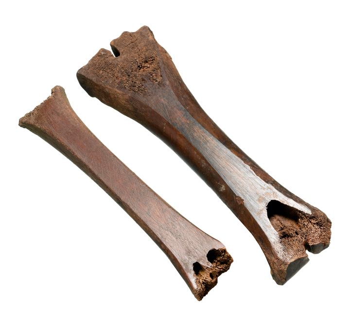 Medieval animal bone skate found near Liverpool Street.