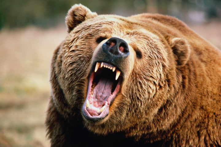 Image result for grizzly bear