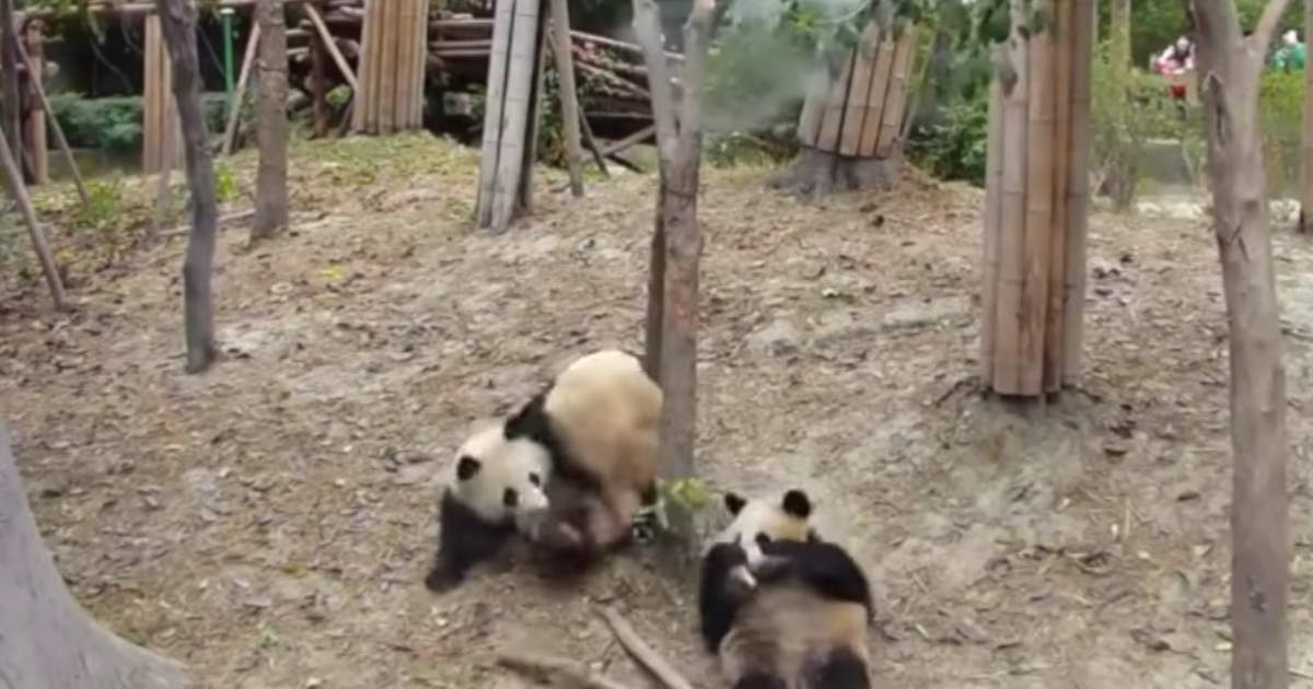 Panda s falling tree s. Панда с палкой. Панда гифка упала. Панды на дереве. Панда упала на пару.