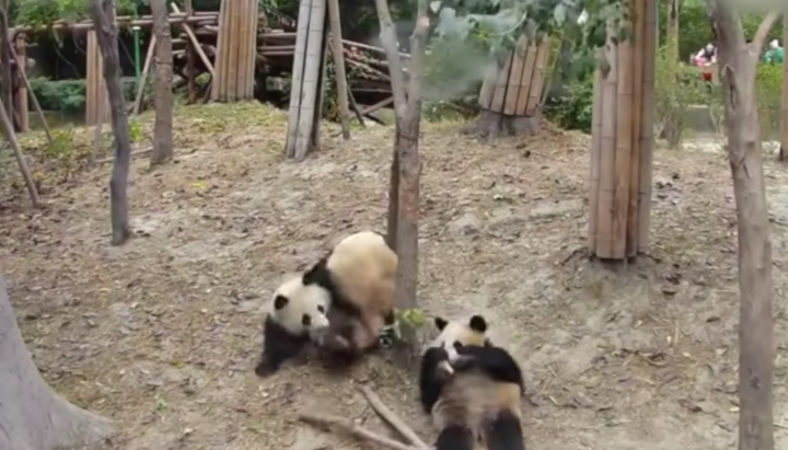 The clumsy panda startles other bears after it falls from a tree.