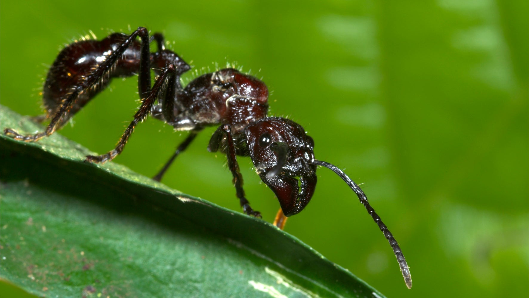 Wrost Type Insect This Is The Worst Insect Sting In The World | HuffPost