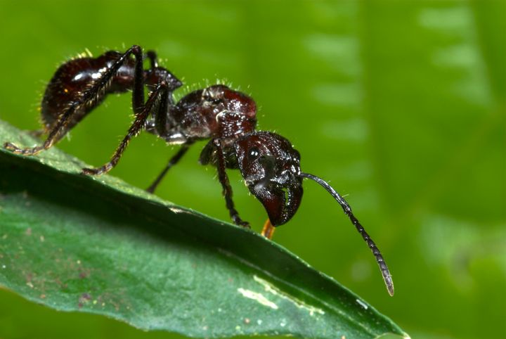 Bullet Ant (Paraponera clavata) hunting prey wrapped in leaf, Manu, Peru.