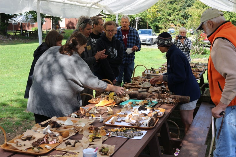 We bring back 40 types of mushrooms
