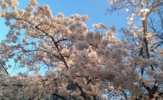 Cherry blossoms, Tokyo