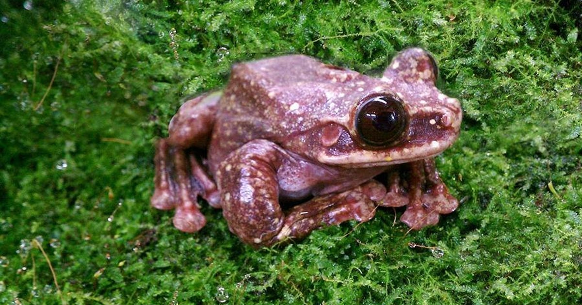 The Loneliest Frog On Earth Dies, Marking The End Of Yet Another