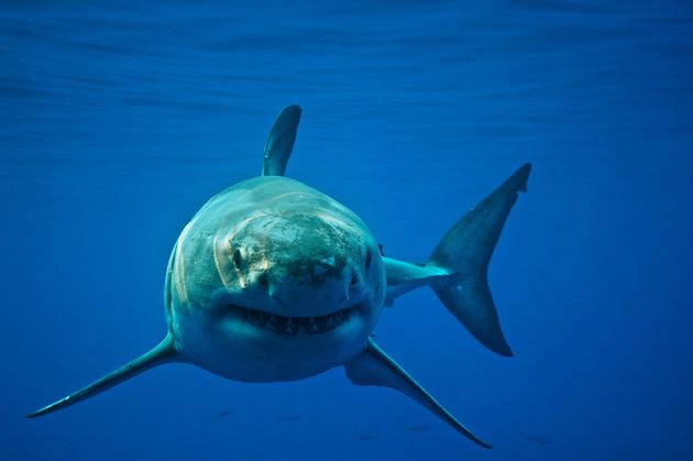 New Species Of Mega Shark Unearthed In Coastal Waters | HuffPost UK