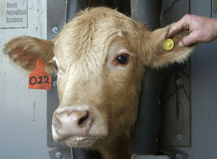 A cow wears a radio frequency identification tag to track mad cow's disease. 
