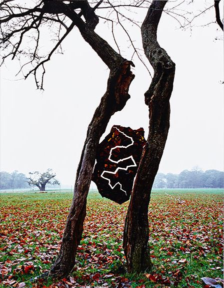 Andy Goldsworthy. Ice held between two trunks of a once single hawthorn tree that had been split by lightning. Dark, wet leaves. Torn line. Tatton Park, Cheshire. 23 November 2005. Andy Goldsworthy Ephemeral Works 2004-2014. Abrams, New York
