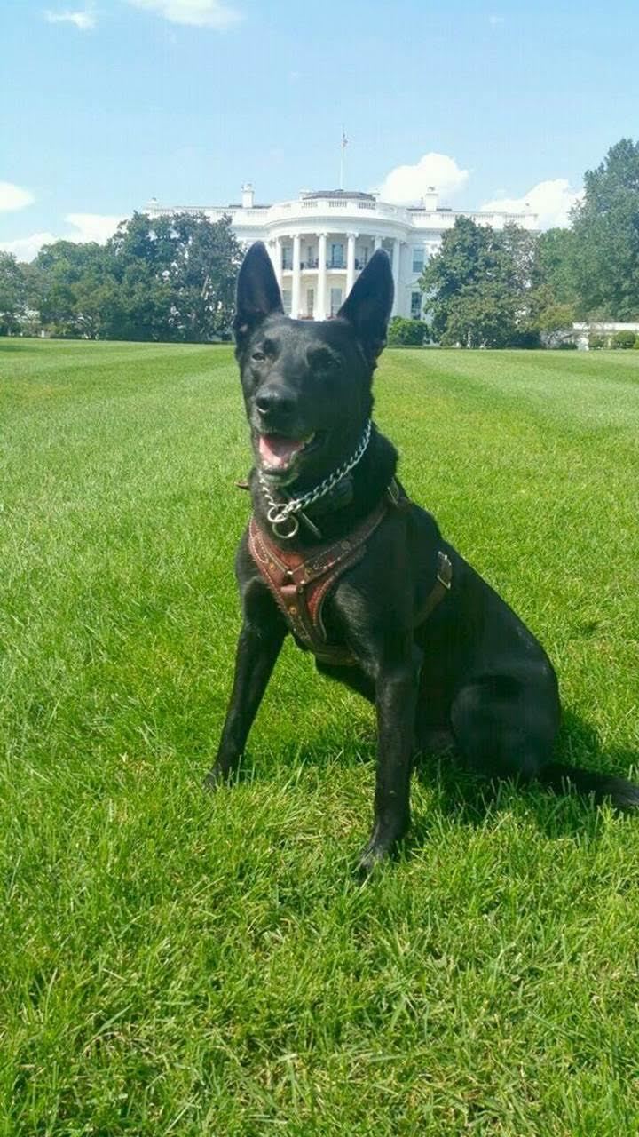 Hurricane, a hero Emergency Response Team canine