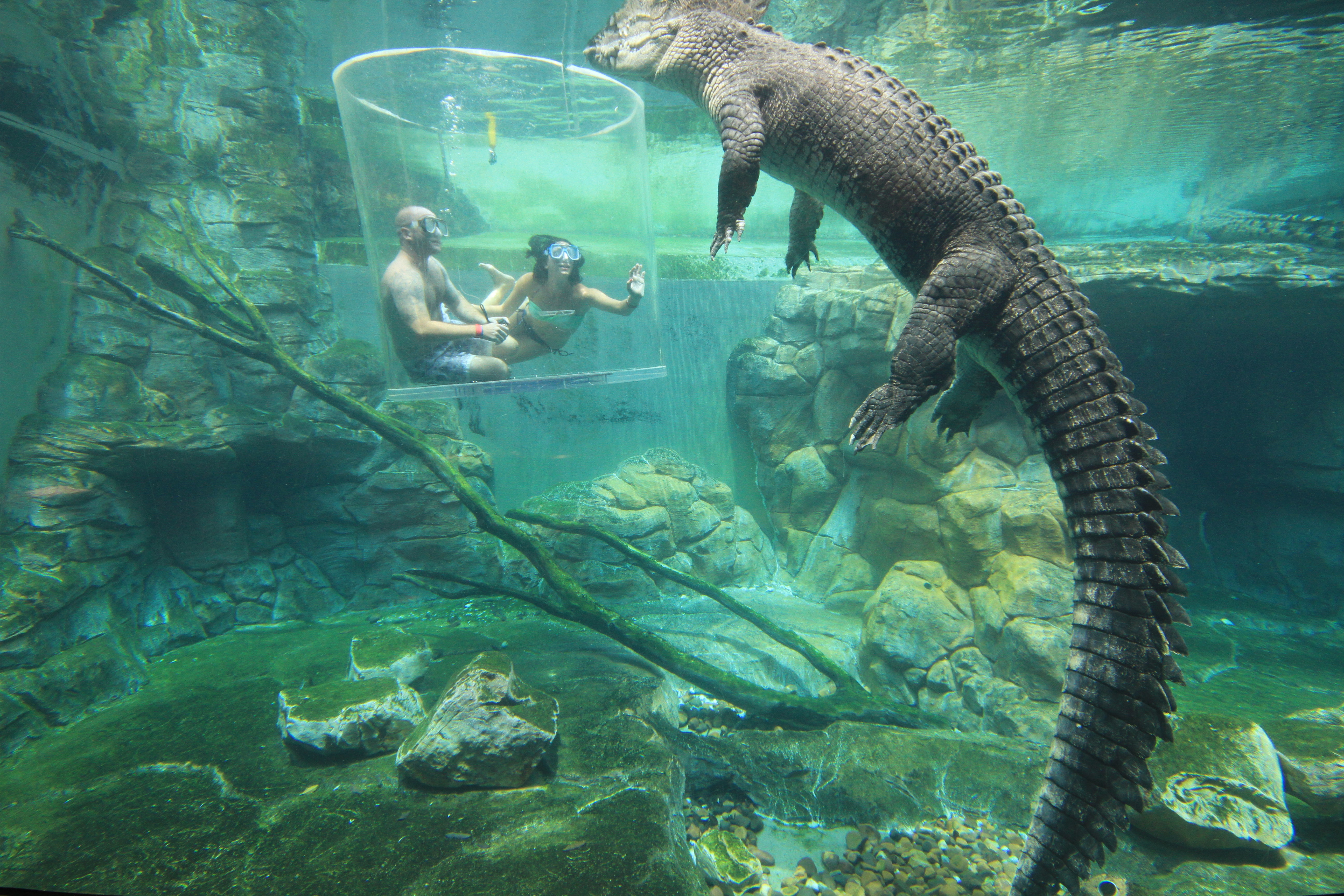 crocosaurus cove discount