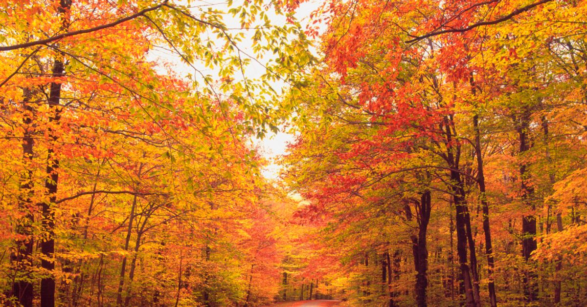 Don’t Apologize For Your Obsession With Fall. It’s Science