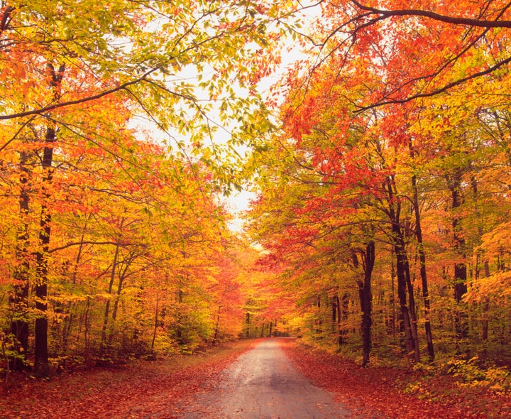 Don T Apologize For Your Obsession With Fall It S Science Huffpost Life