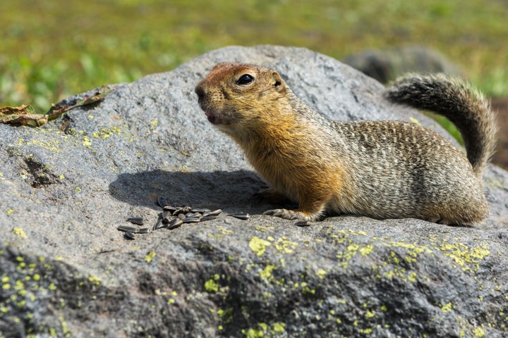 An arctic ground squirrel chilling with some seeds on a rock.