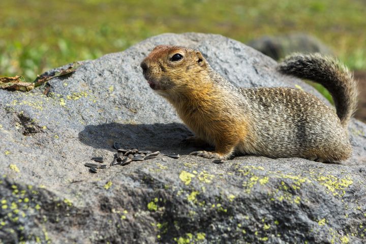An arctic ground squirrel chilling with some seeds on a rock.