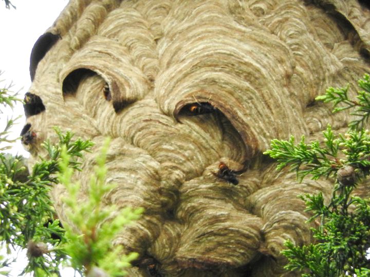 The huge Asian hornets' nest was found in Tetbury, Gloucestershire 
