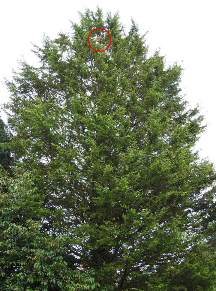 It was found perched 55ft up a conifer tree 