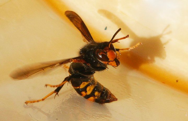 The Asian hornet poses a threat to Britain's honeybee population but cause no more harm to humans than a regular bee 