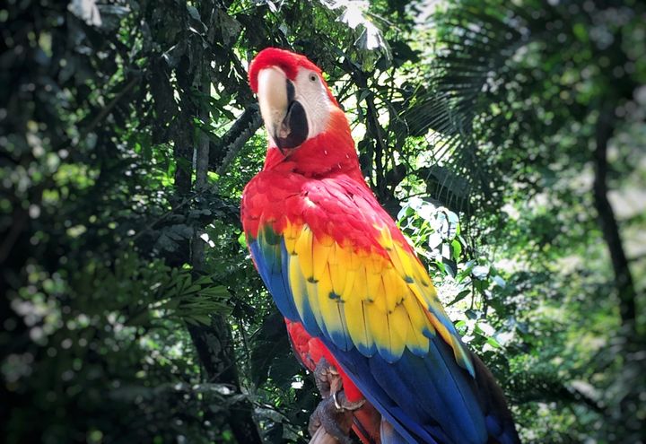 Hola guapa! This gorgeous birdie is one of the residents at Macaw Mountain at Copan Ruinas, Honduras. 