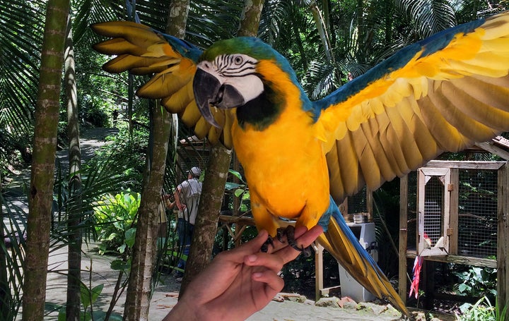 The birds at Macaw Mountain are rescued from poachers or unfit owners and rehabilitated by caring handlers.
