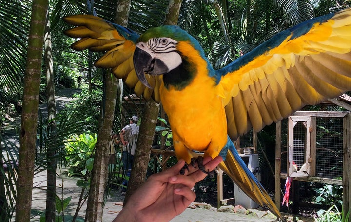 The birds at Macaw Mountain are rescued from poachers or unfit owners and rehabilitated by caring handlers. 